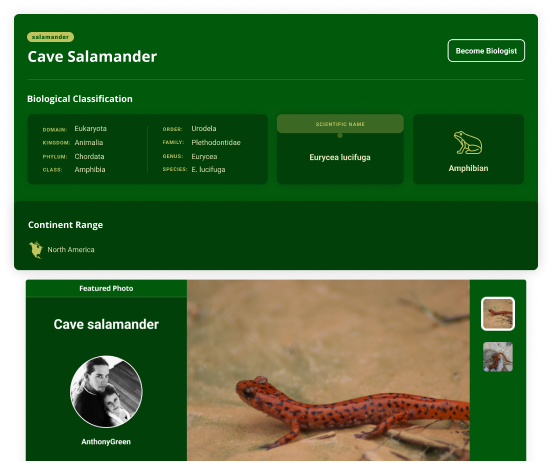 Cave Salamander Species Snippet