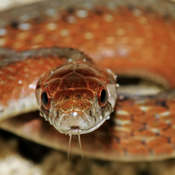 Snake