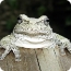 A pale white frog resting on a tree stump, facing the camera.