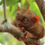 A tarsier clinging to a branch, with large round eyes and brown fur.