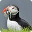 A puffin standing on grass, facing left, with a black and white body and an orange beak.