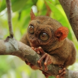 Philippine Tarsier