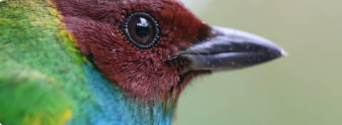 Bird looking to the right | Project Noah Nature School